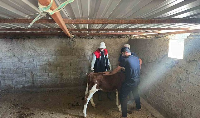Cizre'de hayvan aşılama ve küpeleme çalışmaları sürüyor