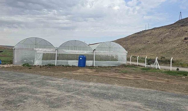 Cizre'de örtü altı yetiştiriciliğine devlet eli