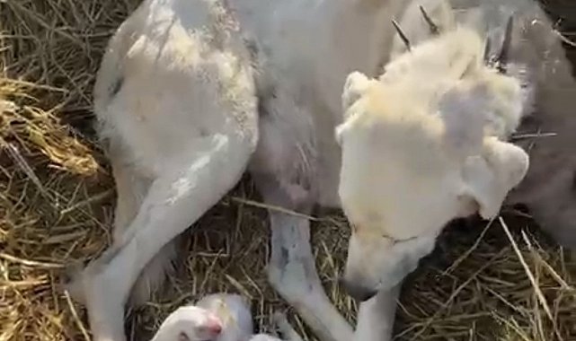 Çoban köpeği sürünün başında doğum yaptı