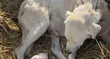 Çoban köpeği sürünün başında doğum yaptı