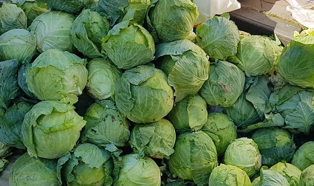 Coğrafi işaret tescili bekleyen Alucra kelemi hasadı başladı