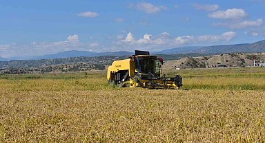 Coğrafi işaretli 'sarıkılçık' pirincinin hasadı devam ediyor