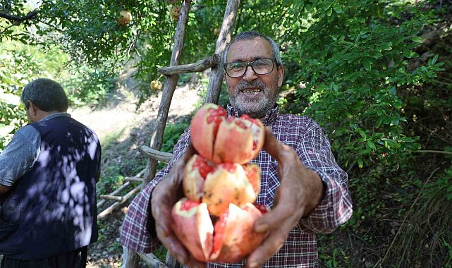 Coğrafi işaretli Kuytucak narında hasat başladı