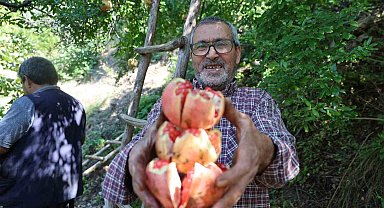 Coğrafi işaretli Kuytucak narında hasat başladı