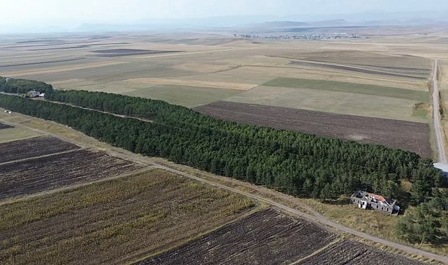 COP31'e örnek bir hikaye: 55 yıl önce diktiği fidanların ormana dönüşmesini gururla izliyor