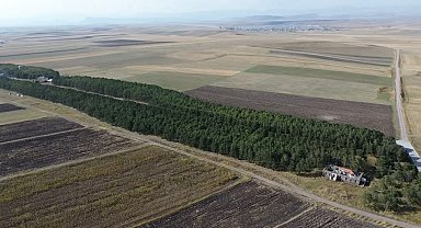 COP31'e örnek bir hikaye: 55 yıl önce diktiği fidanların ormana dönüşmesini gururla izliyor
