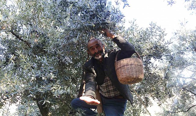 Çoruh Vadisi'nde Butko zeytini hasadı başladı