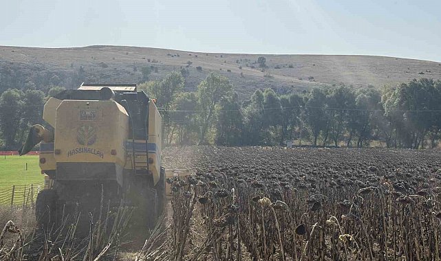 Çorum Belediyesinin atıl arazide yetiştirdiği ayçiçek hasat edildi