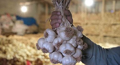 Çorum Üyük Sarımsağı coğrafi işaretle tescillendi
