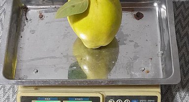 Dalların altın sarısı tartıyı zorladı