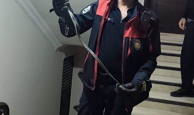 Defne'de yerleşim yerinde görülen yılan doğaya bırakıldı
