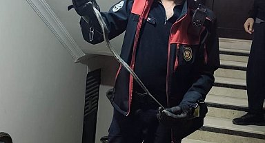 Defne'de yerleşim yerinde görülen yılan doğaya bırakıldı