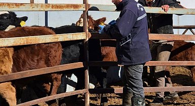 Demirözü'nde şap aşılama çalışmaları devam ediyor