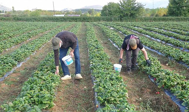 Deneme amaçlı ektikleri çilekte siparişlere yetişemiyorlar