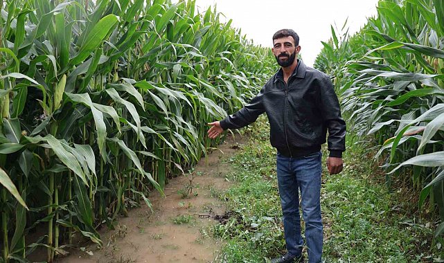 Dereden taşan su, 300 dönümlük araziyi su altında bıraktı