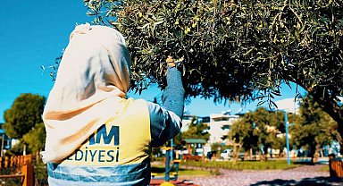 Didim Belediyesi, zeytin hasadına başladı