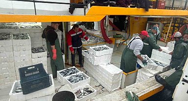 Didim'de hamsi kotası denetimleri sürüyor