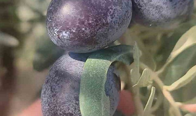 Didim'de zeytin üreticilerine zeytin sineği uyarısı