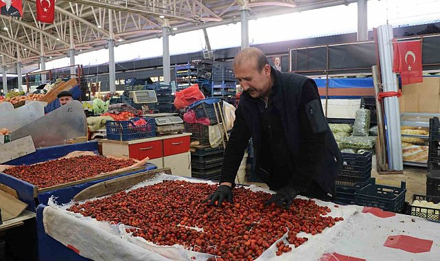Dikenli dallar arasında zorlu kuşburnu mesaisi