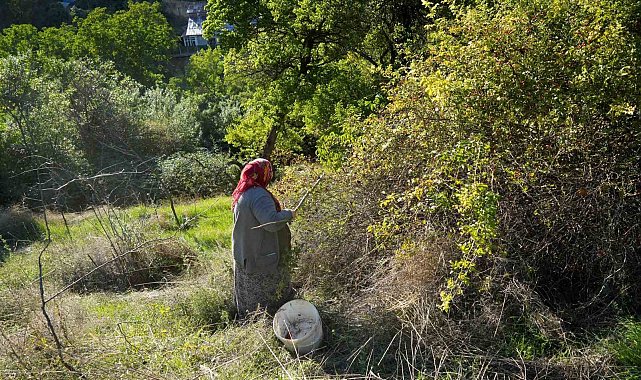 Dikenli dallardan sofralara kuşburnunun zahmetli yolculuğu