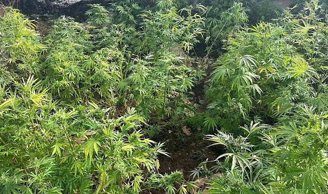 Diyarbakır'da 44 bin 327 kök kenevir ele geçirildi