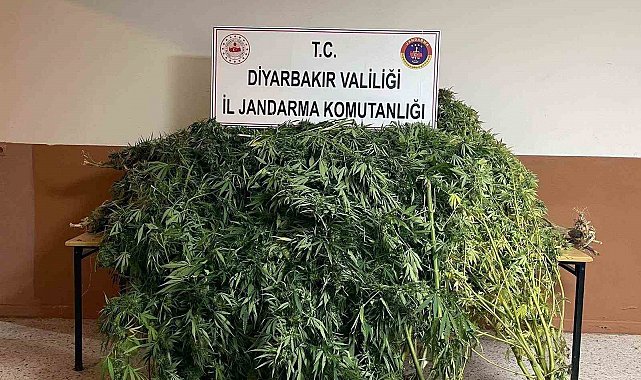 Diyarbakır'da 57 bin 700 kök kenevir ele geçirildi