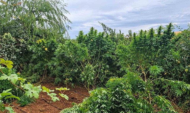 Diyarbakır'da 97 bin 743 kök kenevir, 44 kilo esrar ele geçirildi