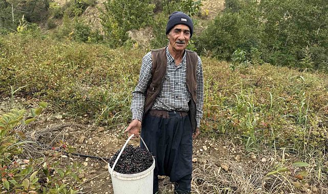 Diyarbakır'da aronya meyvesi hasadı başladı