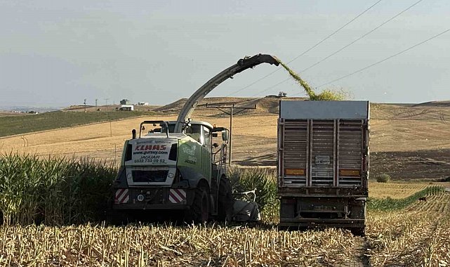 Diyarbakır'da silajlık mısır hasadı başladı