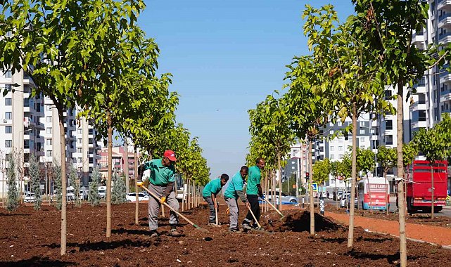 Diyarbakır'da yeşil bir kent için 9 bin ağaç ve 50 bin çalı toprakla buluştu