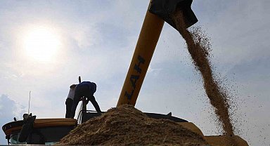 Diyarbakır'ın tescilli Karacadağ pirinci hem biçerdöverle hem de imece usulü biçiliyor