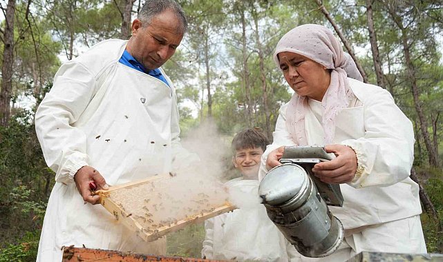 Dünyada 'Çam Balı'nın yüzde 90'ı Türkiye'de üretiliyor: Bereketli sağım başladı