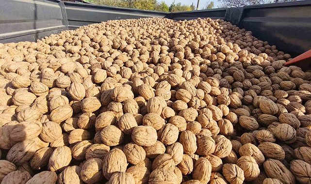 Edirne'de 400 ton ceviz rekoltesi bekleniyor: Üreticiler ürün kalitesi ve verimden memnun