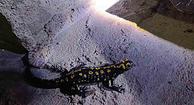 Elazığ'da benekli semender görüntülendi