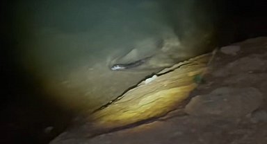 Elazığ'da gece saatlerinde balık avına çıkan su samuru görüntülendi