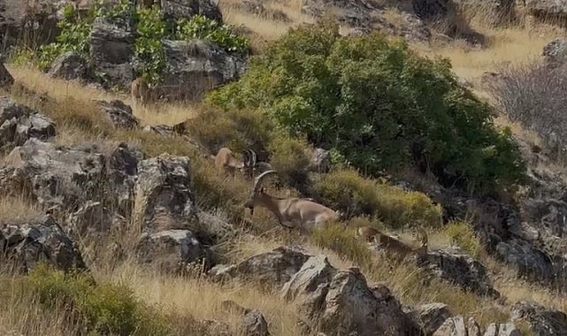 Elazığ'da koruma altındaki dağ keçileri sürü halinde görüntülendi