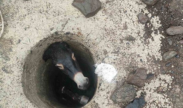 Elazığ'da kuyuya düşen eşek kurtarıldı