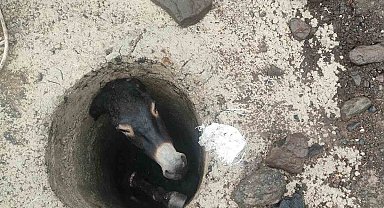 Elazığ'da kuyuya düşen eşek kurtarıldı