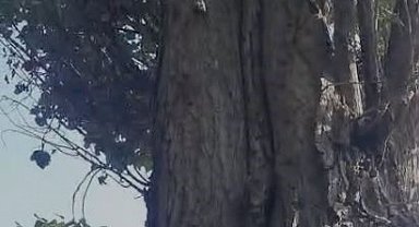 Elazığ'da sincapların ceviz toplama telaşına güldüren yorum: "Böyle iki sincap yetiştirsek bize ceviz toplarlar"