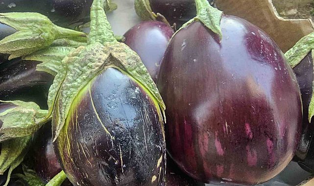 Elazığ'da tombul patlıcanlar dikkat çekiyor