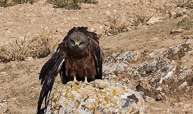 Elazığ'da yaralı ve bitkin çaylak kuşu bulundu