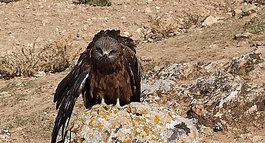 Elazığ'da yaralı ve bitkin çaylak kuşu bulundu