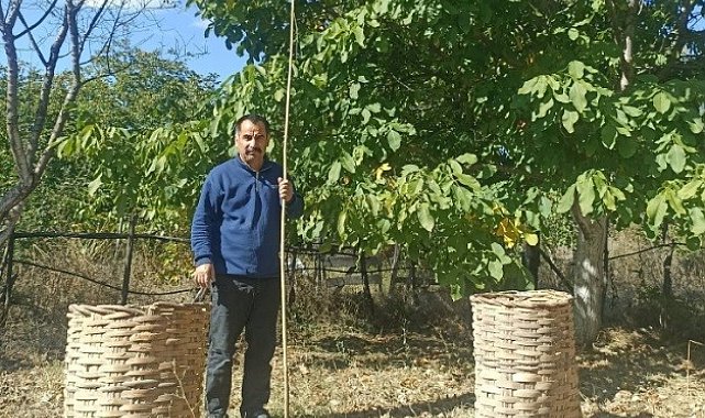 Emet'te ceviz hasadı başladı