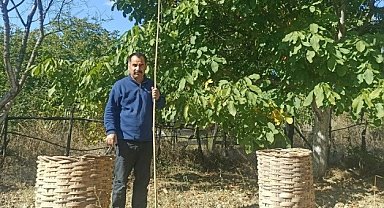 Emet'te ceviz hasadı başladı