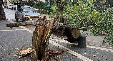 Erdek'te fırtına ağacı gövdesinden kırdı