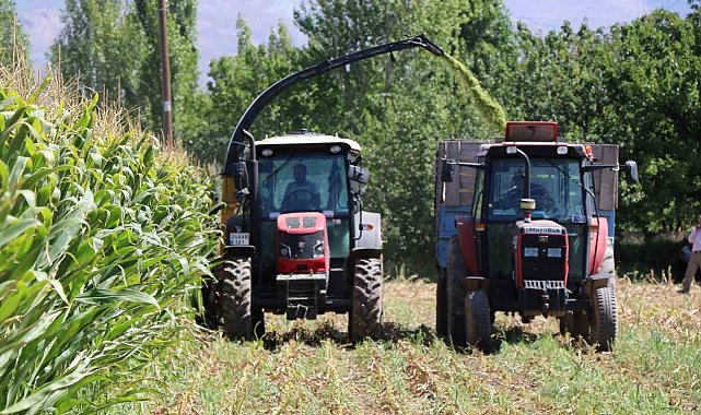 Erzincan Ovası'nda silajlık mısır hasadı sürüyor