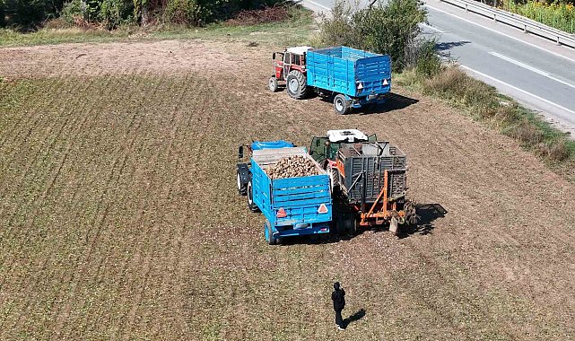 Erzincan'da şeker pancarı hasadı başladı