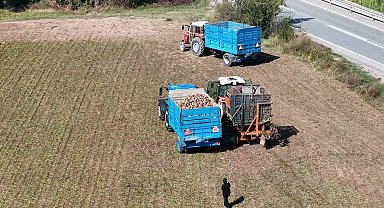 Erzincan'da şeker pancarı hasadı başladı