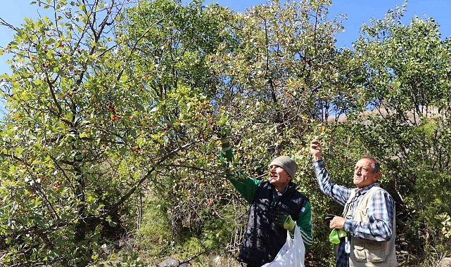 Erzurum'da 'kalp dostu' alıç hasadı başladı: Vatandaşlar dağlara akın etti