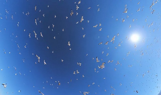 Erzurum'da binlerce martı dron kamerasına yansıdı
